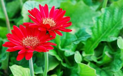 Gerbera Jamesonii